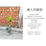 心栽花坊-義大利葡萄/4吋/葡萄品種/水果苗/售價250特價200