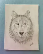Gray Wolf ORIGINAL Drawing Graphite Pencil Art Sketch Picture