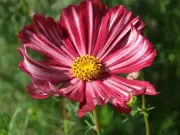 Cosmos, Velouette - Heirloom Flower by Life-Force Seeds Australia