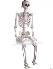 Forum Novelties Large Posable Skeleton Halloween Decoration 5ft Prop, White