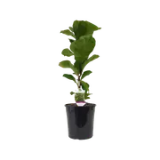 200mm Dwarf Fiddle Leaf Fig - Ficus lyrata Bambino