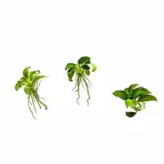 Anubias Nana Petite For Fish Shrimp Snail Tank Aquarium