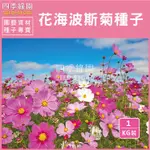 波斯菊種子1KG(綜合色)~限量優惠 全年可種、景觀花海專用【四季綠園】