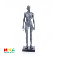 在飛比找蝦皮商城優惠-美術寫生模擬女性人體骷髏全身肌肉結構靜物素描教學模型RTSM