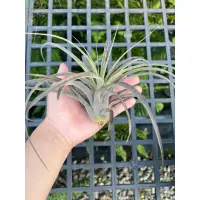 在飛比找蝦皮購物優惠-空氣鳳梨-愛結 Tillandsia Love Knot( 