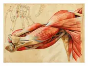 Muscles Canvas Print