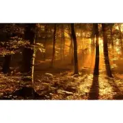 LEATHER & OUDH Fragrance Oil for making Candles, Soaps, Wax Melts etc.