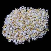 Tiny Pointed Venus Shells Natural Sea Shell approx.7200 pcs 2 Pound