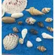 DIY海灘貝殼彩砂水晶滴膠