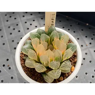 百合科 ハオルチア Haworthia 一物一拍 ｜胭脂玉露錦T17