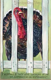 Vintage Thanksgiving Turkey Sympathy Postcard 3.5"x5.5" Embossed Saxony Germany