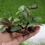 Aquarium Ornament Fish Tank Artificial Leaves Decorations Plants