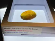 A101 BU1322 Botanica sprig spider flies beetles in Burmese Amber Burmite 99mya