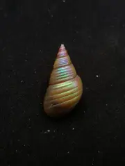 Rare, Phasianotrochus eximius rainbow kelp Maireener aboriginal sea shell #12798