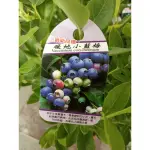 『宥植栽&果苗』暖地小藍莓