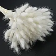XHXSTORE 120pcs Bunny Tails Dried Flowers Off White 16in Natural Lagurus Ovatus Rabbit Tail Grass Dried Floral Arrangements for Boho Home Kitchen Farmhouse DIY Craft Wedding Party Decor