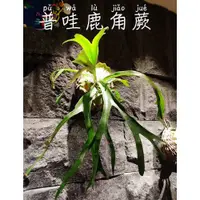 在飛比找蝦皮購物優惠-《柯比植物》 鹿角蕨 普鹿X爪哇(普哇) 2吋盆