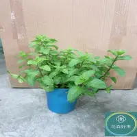 在飛比找momo購物網優惠-【花森好市】綠薄荷 清箭薄荷 荷蘭薄荷5-6吋(香氣 香草植