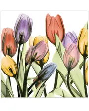 Empire Art Direct Tulip Scape x-ray I by Albert Koetsier Wall Art