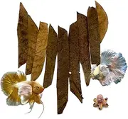 BettaLeaf Comfort Zone Fish Indian Almond Leaves Slice in Pieces Leaf Ready to use 45 Grams Pack (80~100 Pieces) | Best Gold Brown Quality | Fish Tank for Betta Fish Shrimp Crayfish, for Healthy