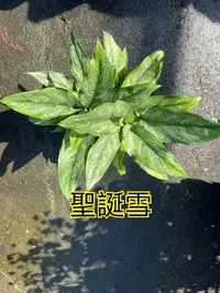 在飛比找Yahoo!奇摩拍賣優惠-^花草巷弄^ 6吋盆 // 聖誕雪粗勒草 // 粗勒草 //