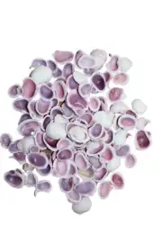 CEBU BEAUTY, Sliced Seashells, Purple, Lavender Color,Jewelry Supply, CS-63