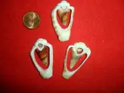 Conch Shells Slices set of 3