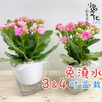 在飛比找蝦皮商城優惠-【含苞現貨】【小品文化】長壽花 4吋透明懶人盆栽 觀花植物 