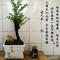 在飛比找蝦皮購物優惠-小葉紫檀種子紫檀樹種子室內陽臺種子花卉種子綠種子植耐寒四季常