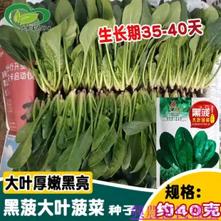 🌱🥬【可越冬】研優黑菠大葉菠菜種子高産耐熱耐寒菠菜種籽越冬菠菜 種籽  種子 蔬菜種子