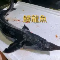 在飛比找蝦皮購物優惠-【大盤商】鮮魚速配🐋/鱘龍魚/龍虎斑/午魚/金目鱸/中部限定