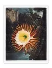 The Night–Blowing Cereus 1807 Temple of Flora Botanical Art Print - Wall Decor