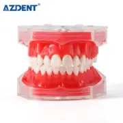 Dental Detachable Extraction Teeth Tooth Model Practice Ultimate Training Tool