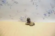 Dollhouse Miniature 1/12" Scale American Cocker Spaniel
