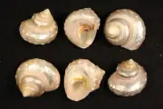 Hermit Crab shell Bolma pearlized "Turbinidae" 7/8" - 1" opening