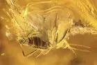 Rare Gnat Bug Enicocephalidae Fossil insect in Ukrainian Rovno amber #10312R