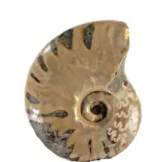 Ammonite Cleoniceras Polished Opal (EA6506) Fossil Shell Cretaceous Madagascar
