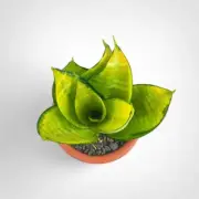 Sansevieria Hahnii Philippines Rare Uniqe Snake Plant