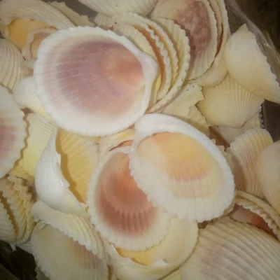 500g rose cockle seashells shells. Art craft beach decor