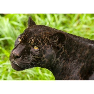 Jaguar - 3D Lenticular Postcard Greeting Card
