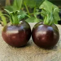 在飛比找蝦皮購物優惠-西黑柿種子 番茄種子 黑鑽紫黑色櫻桃小番茄種子 黑鑽小番茄 