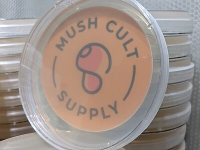 1x 3lb Grain Bag, 2x Grain Jar With Modified Lid, 5x Malt Extract Agar Plates