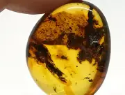 Amber Piece 2 Insects Fossil Inclusion Stone Genuine Natural Baltic 5,8g 4208