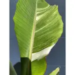 美斑泰國斑葉香蕉/斑葉植物