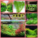 🔥🔥贈園藝五件套【水草種子】 魚缸裝飾 速成水草種子 迷你對葉 對葉小對葉 牛毛草 魚缸造景植物種子 四季種植 水草種子