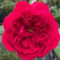 在飛比找蝦皮購物優惠-《泰伯家的苔絲、苔絲》🈶貨 🌹 玫瑰花盆栽苗 🌹 玫瑰苗 🌹