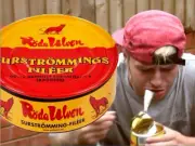 Surstromming Röda Ulven Surströmming filé 440gr. Challenge Stinky Viking Sushi