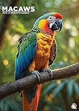 Macaws Calendar 2026