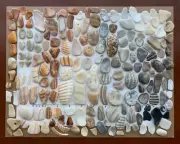 176 Natural Clam Shell smooth seashell frags beach jewelry pebble art craft cabs