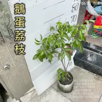 在飛比找蝦皮購物優惠-鵝蛋荔枝苗 荔枝苗 鵝蛋荔枝 荔枝 水果苗 高壓苗 批發 零